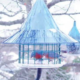 Arundale Sky Cafe Bluebird Feeder